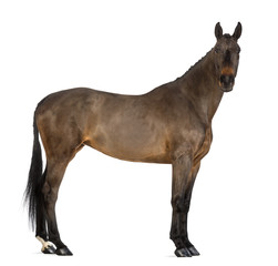 Female Belgian Warmblood, BWP, 4 years old, with mane braided
