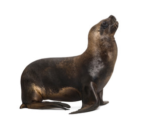 Obraz premium California Sea Lion, 17 years old, looking up