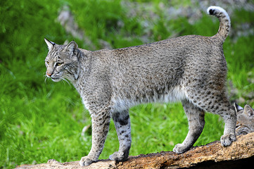 Bobcat