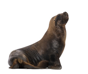 Obraz premium California Sea Lion, 17 years old, looking up