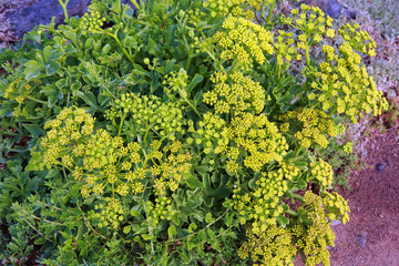 Nymphendolde (Astydamia latifolia)