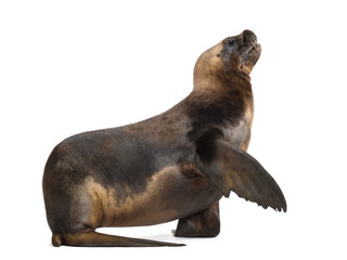 Obraz premium California Sea Lion, 17 years old, giving its paw