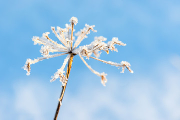 Plant with hoarfrost