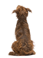 Rear view of a Crossbreed, 5 months old, sitting and looking up