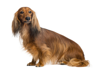Dachshund, 4 years old, sitting and looking away