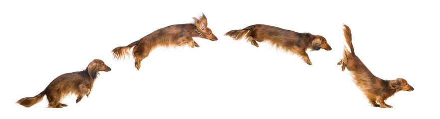 Side view Composition of a Dachshund, 4 years old, jumping