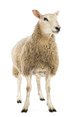 Fototapeta premium Owce na białym tle