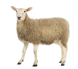 Seitenansicht eines Schafes mit Blick in die Kamera
