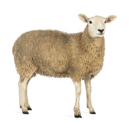 Fototapeta premium Widok z boku owiec odwracając