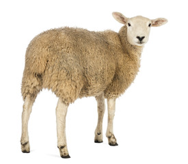 Naklejka premium Rear view of a Sheep looking back