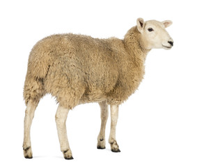 Naklejka premium Rear view of a Sheep looking away