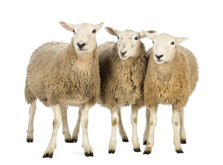 Drie schapen tegen witte achtergrond