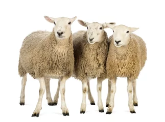 Fotobehang Schaap Drie schapen tegen witte achtergrond