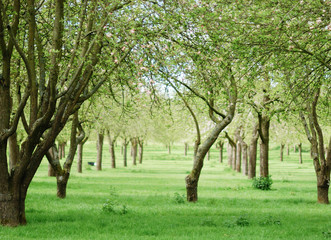 Apple orchard