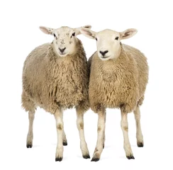 Photo sur Aluminium Moutons Deux moutons contre fond blanc