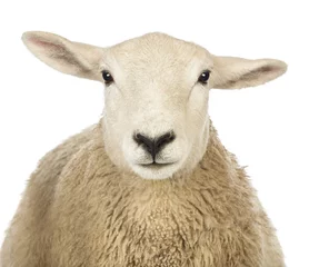 Papier Peint photo Lavable Moutons Gros plan sur une tête de mouton