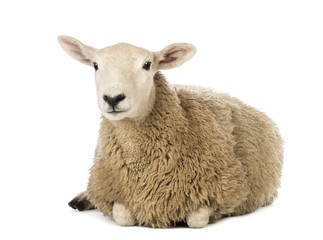 Mouton couché sur fond blanc