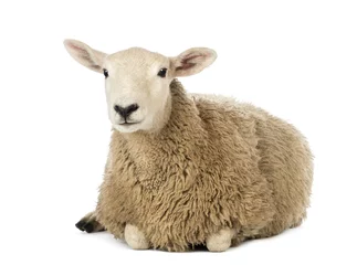 Vlies Fototapete Schaf Schafe liegen vor weißem Hintergrund