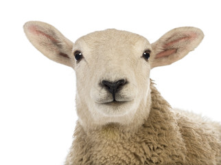 Obraz premium Close-up of a Sheep's head