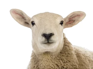 Photo sur Aluminium Moutons Gros plan sur une tête de mouton