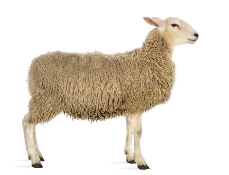Side view of a Sheep against white background