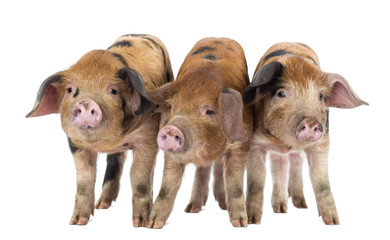Front view of Three Oxford Sandy and Black piglets, 9 weeks old © Eric Isselée