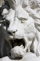 Fototapeta na wymiar Biały lew