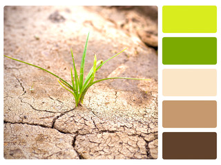 Green plant, cracked earth colour palette swatch