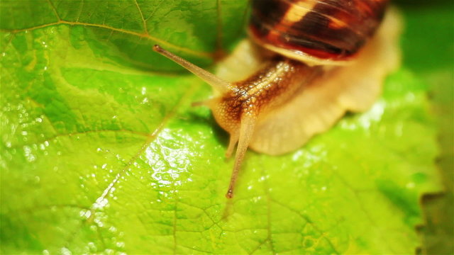 Macro HD : Snail on the bright green leaf under the Rain