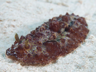 Nudibranch Hoplodoris grandiflora