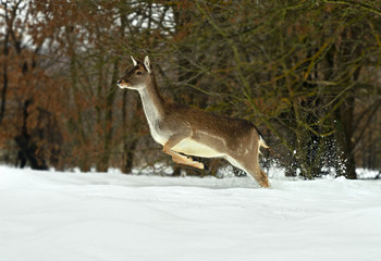 Deer in winter