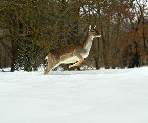 Deer in winter