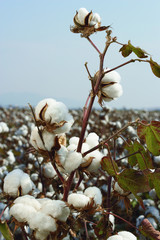 cotton field