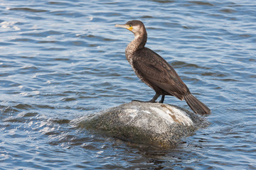 Fishing cormorant at a stone in the sea