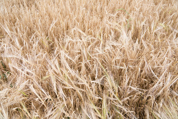 Closeup of ripe wheat just before harvesting
