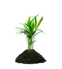 Zimmerpflanze (Arecapalme)