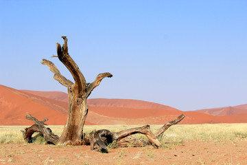 Naklejka premium Sossusvlei sand dunes landscape in the Nanib desert near Sesriem