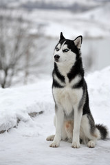 Husky dog
