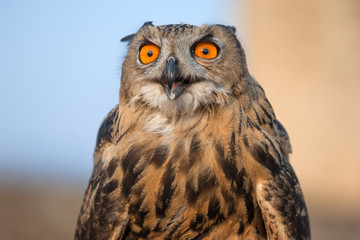 European eagle owl close up in Crimea mountains, Ukraine
