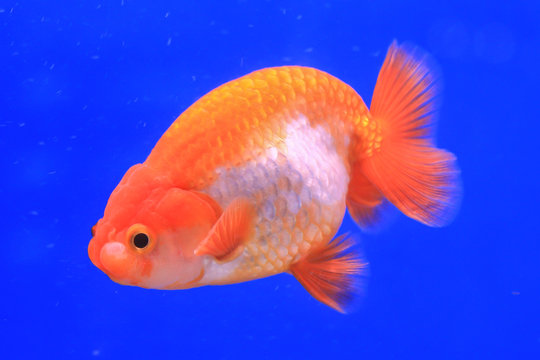 Goldfish in a glass cabinet