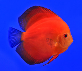 Fish in the aquarium glass