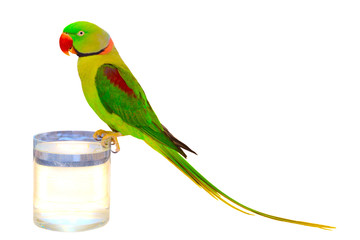 A large green parrot