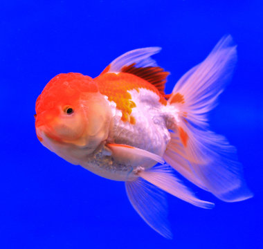Goldfish in a glass cabinet