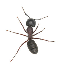 Carpenter ant, Camponotus herculeanus isolated on white