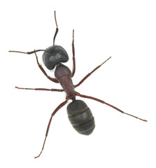 Carpenter ant, Camponotus herculeanus isolated on white