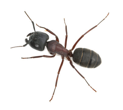 Carpenter ant, Camponotus herculeanus isolated on white