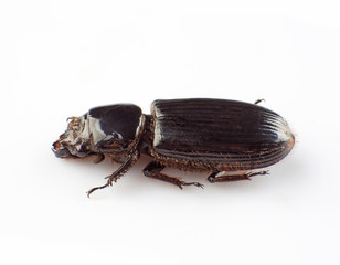 Passalidae