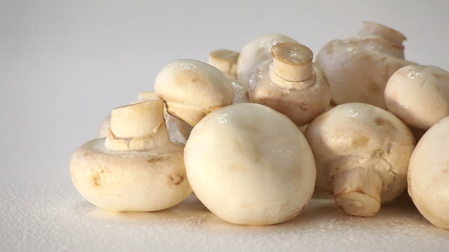 Rain falls on agaricus