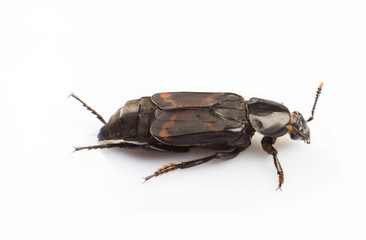 Silphidae