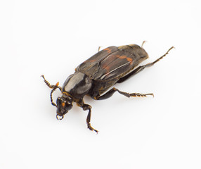 Silphidae